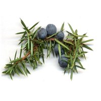 Άρκευθος (Άγριο Κυπαρίσσι) Αιθέριο Έλαιο