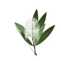 Κατζεπούτ Αιθέριο Έλαιο 