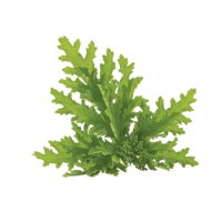 Σιτρονέλα (Citronella) Αιθέριο Έλαιο