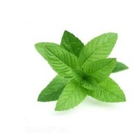 Δυόσμος Αιθέριο Έλαιο