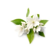 Γιασεμί P.O. Αρωματικό Έλαιο