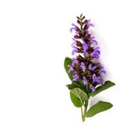 Ιεροβότανο Αιθέριο Έλαιο