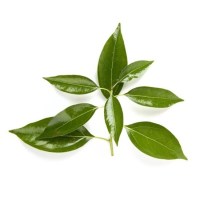 Καμφορά Αιθέριο Έλαιο