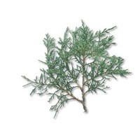 Κέδρος Κόκκινος Αιθέριο Έλαιο