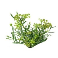 Κρίταμο Αιθέριο Έλαιο 