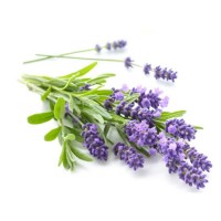 Λεβάντα Αιθέριο Έλαιο 