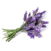 Λεβάντα Ελληνική Αιθέριο Έλαιο