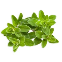 Μαντζουράνα Αιθέριο Έλαιο