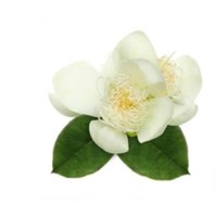 Μυρτιά Αιθέριο Έλαιο 