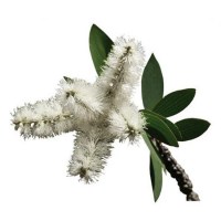 Νιαουλί Αιθέριο Έλαιο