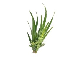 Παλμαρόζα Αιθέριο Έλαιο 