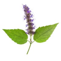 Πατσουλί Αιθέριο Έλαιο