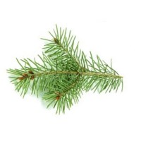 Πεύκο Αιθέριο Έλαιο 