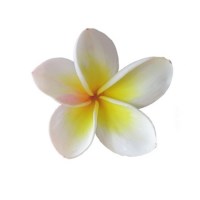 Πλουμέρια Frangipani Absolute Αιθέριο Έλαιο