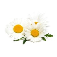 Χαμομήλι Ρωμαϊκό