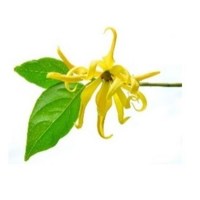 Υλάνγκ-Υλάνγκ (Ylang-Ylang) Αιθέριο Έλαιο